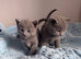 Pure pedigree Tica registered Russian blue kittens