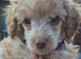 Male toy poodle pup