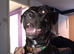 Bella needs a home
