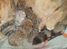 Gorgeous Pedigree Golden British Shorthair Kitten