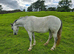 Registered welsh sec A filly