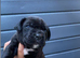 2 girls 1 boy cane corso puppies big and chunky