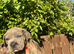 Cane Corso X Mastiff Puppies