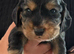 Show Cocker Spaniel Puppies