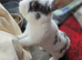 Bunny to a good home
