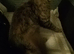 Male Maine coon. age 3