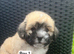 Malshi puppies with unique mix of colours