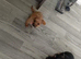 Terrier mix pups