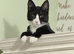 I have 4 beautiful kittens mum is a Calico and dad is a Maine coon