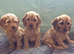 Cockapoo puppies