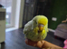 Examination budgie