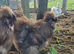 Silkie cockerel