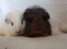 Rwady now this beautiful set of guinea pigs