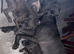 Cane Corso blue eyes, Blue/brindle, puppies