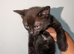 Playful Kittens Ready for Loving Homes (5 weeks insurance included)
