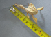 Macleays spectre stick insect large Nymph Male & Females Available