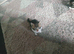 Adorable Kittens &pound;80