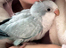 LAST Silly tame Quaker babies
