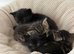 Kittens for adoption