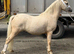 Top class gelding