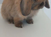 10 week old chocolate point buck