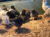 Pekins cream legbar and silver French copper maran