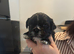 Shih tzu puppies