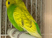 Budgie pair