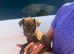 Patterdale terrier boys