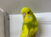 Exhibition Budgies