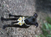 Female staffie puppy