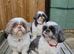 Bailey a proven kc registered family pet has hade 10 healthy puppies