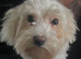 Maltese girl 6 half mths