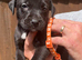 Bullador puppies