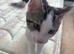 Kitten available