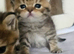 Golden shaded and spotted British shorthair