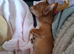 BASIL PUPPY