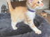 3 gorgeous ginger kittens