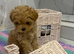 Beautiful xxs Asian Maltipoo