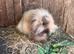 Mini Lion Lop Female Baby