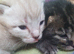 4beautiful burmese cross tabby kittens