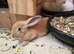 White or Brown New Zealand Rabbits