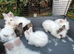 Lionheads bunnies