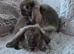 3 little girls and 3 little boys