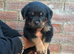 Pure German Rottweiler Puppies For Sale