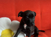 Puppies for sale