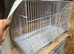 Double breeding cages