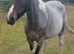 Beautiful mare