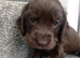 ️ KC Registered Show Type Cocker Puppies️