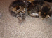 6 x kittens ready to reserve for loving homes